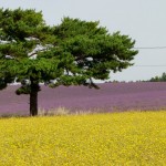 giallolavanda