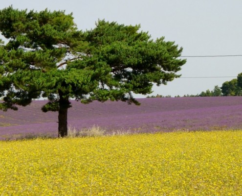 giallolavanda