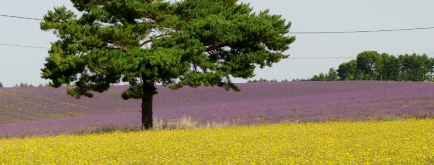 giallolavanda