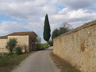 strada cipressi